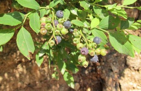 My Sweet Huckleberry Image